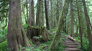 Hiking and horse back riding old growth forest trail